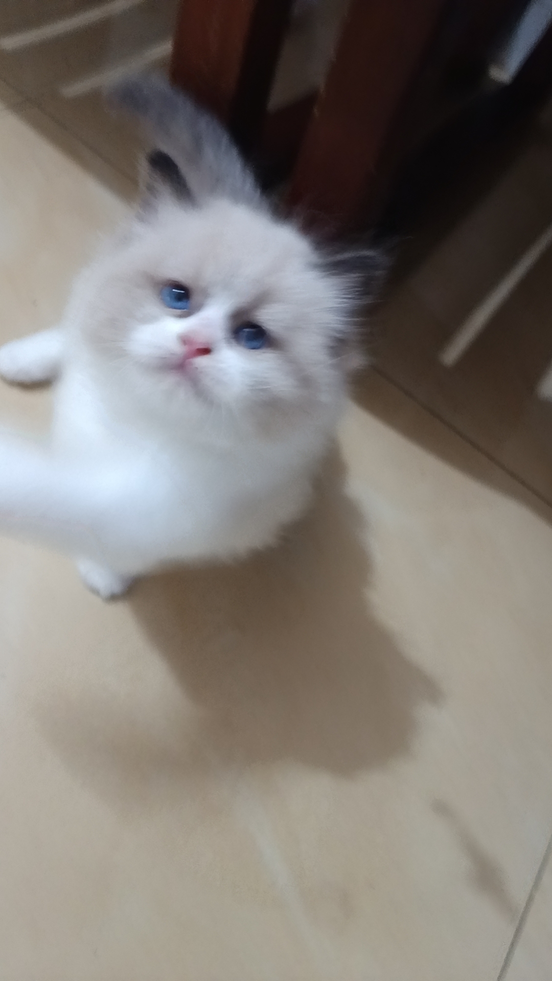 棕熊版的包子脸布偶妹妹找优质主人